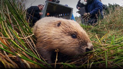 beaver porn